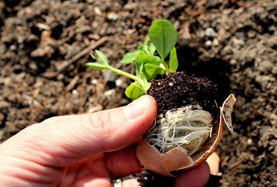 Cómo sembrar en semilleros