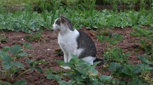 Ahuyentador De Perros Repelente Para Gatos Aves Espanta Animales Para El  Jardín