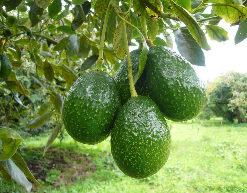 Palta: los beneficios y propiedades de un cultivo que marca tendencia