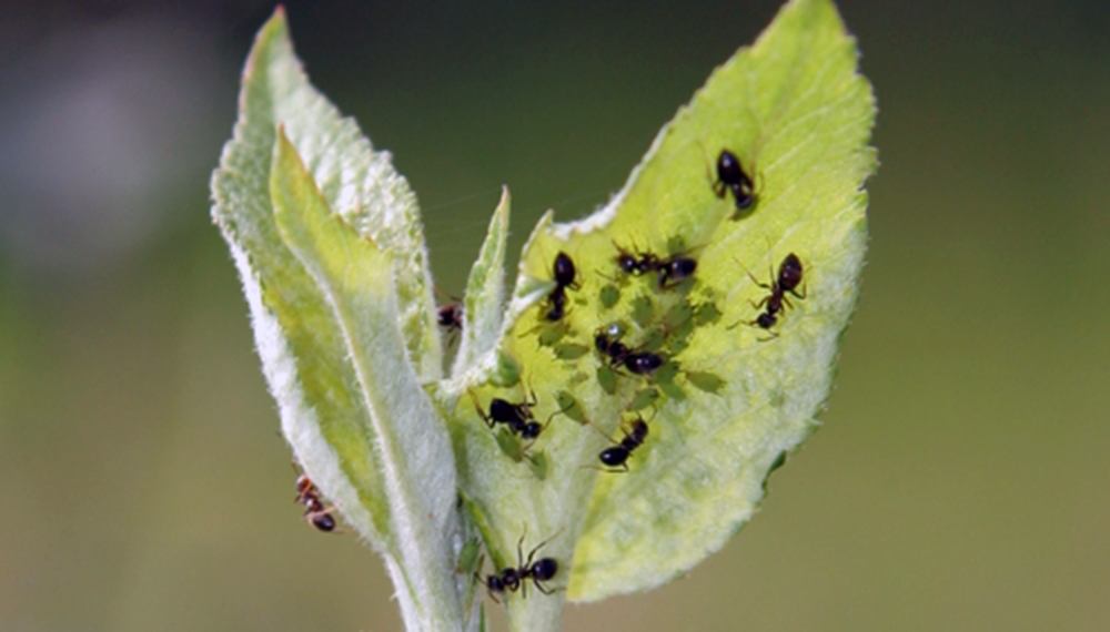 Terminá con las hormigas de tu huerta de manera sustentable con estos  simples pasos