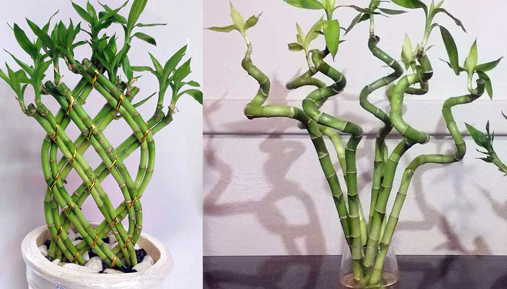 Cómo propagar el “bambú de la suerte”, la planta más elegida para decorar  interiores