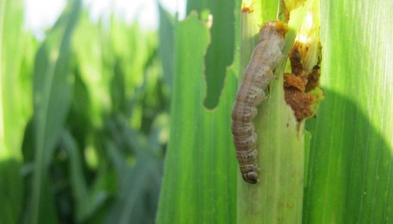 cogollero plaga infocampo