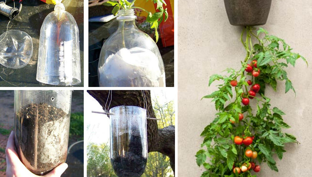 recuerdos Dólar Identidad Plantar tomates en botellas de plástico colgantes, la solución para el poco  espacio