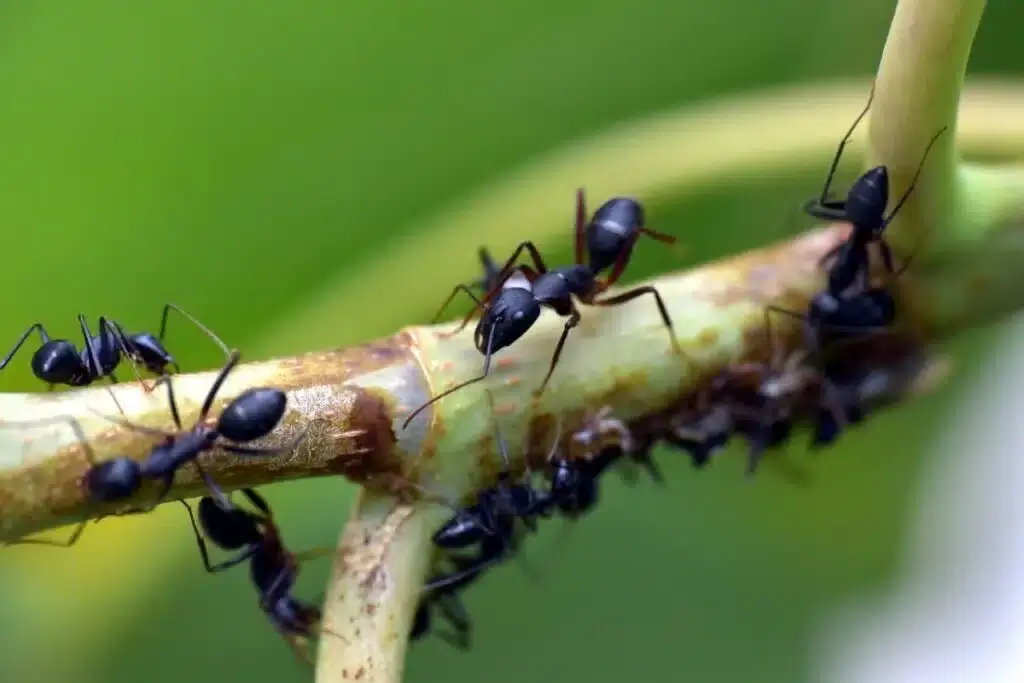 Como eliminar hormigas de la huerta
