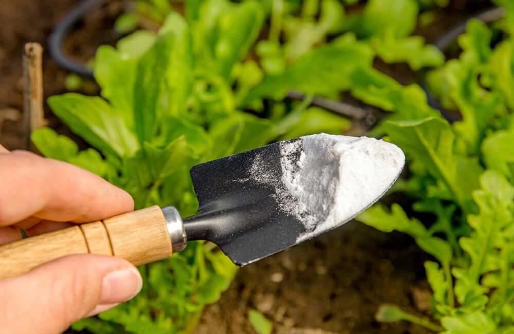 ¿Qué es el Bicarbonato de Sodio y por qué es útil en el jardín?