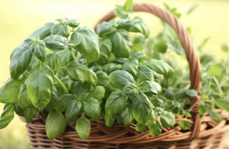 La albahaca es un cultivo habitual de huertas de primavera y verano