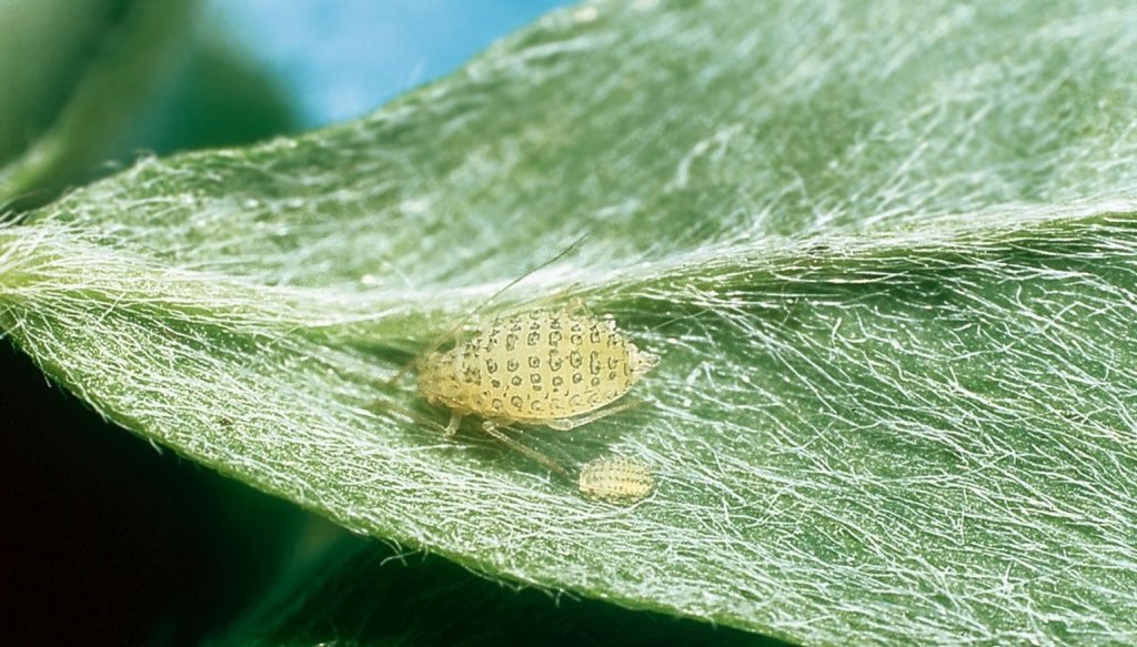 La sequía y la calidad: un muestreo de soja en la zona núcleo detectó hasta  80% de grano verde - Infocampo