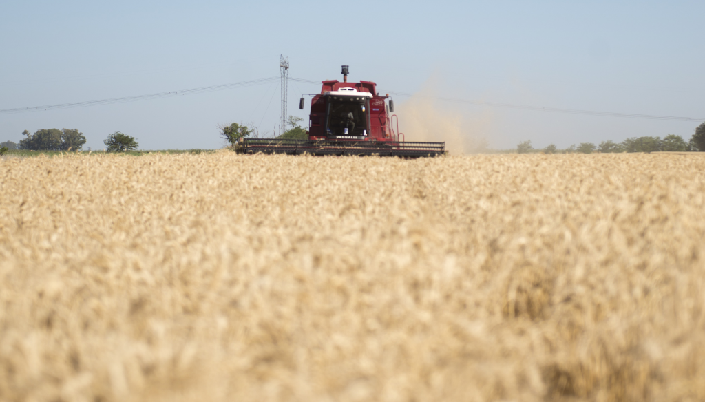 cosecha trigo agricultura