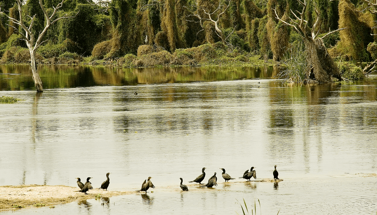 gripe aviar patos laguna senasa