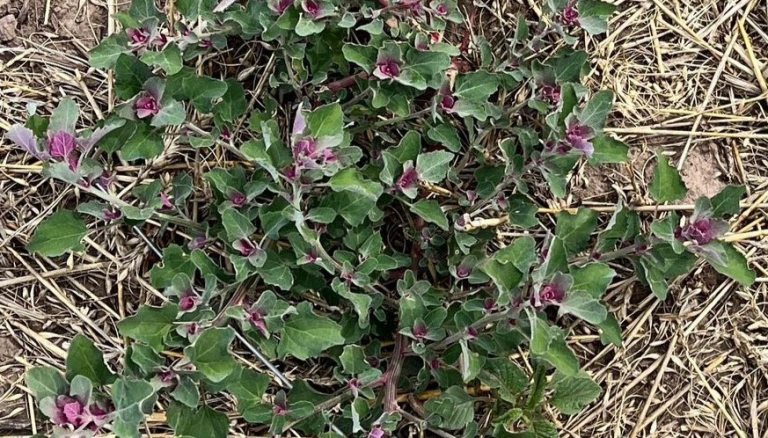 Quinoa resistente a glifosato (Aapresid)