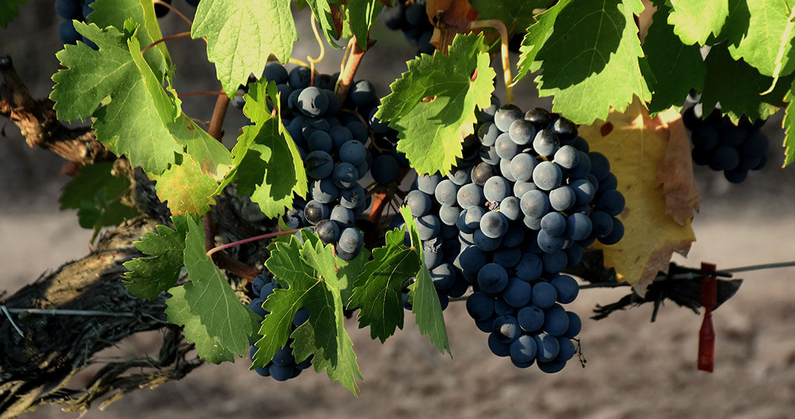 Uva tempranillo