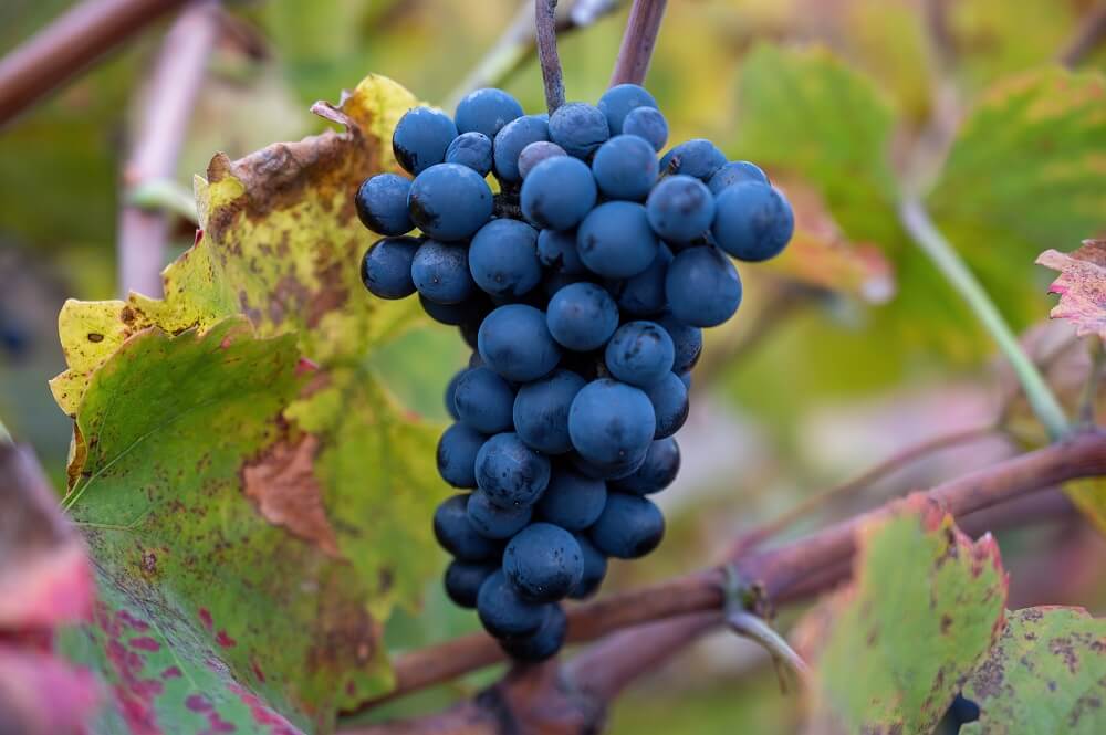 touriga nacional grape varietal