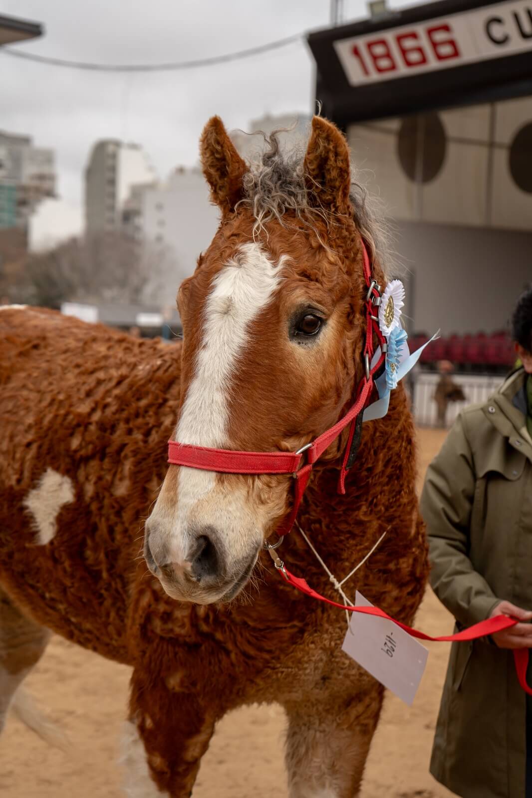 caballo con rulos