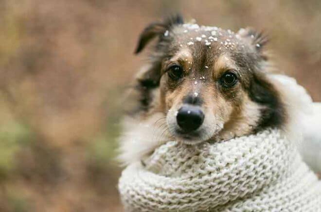 proteger a las mascotas de las bajas temperaturas