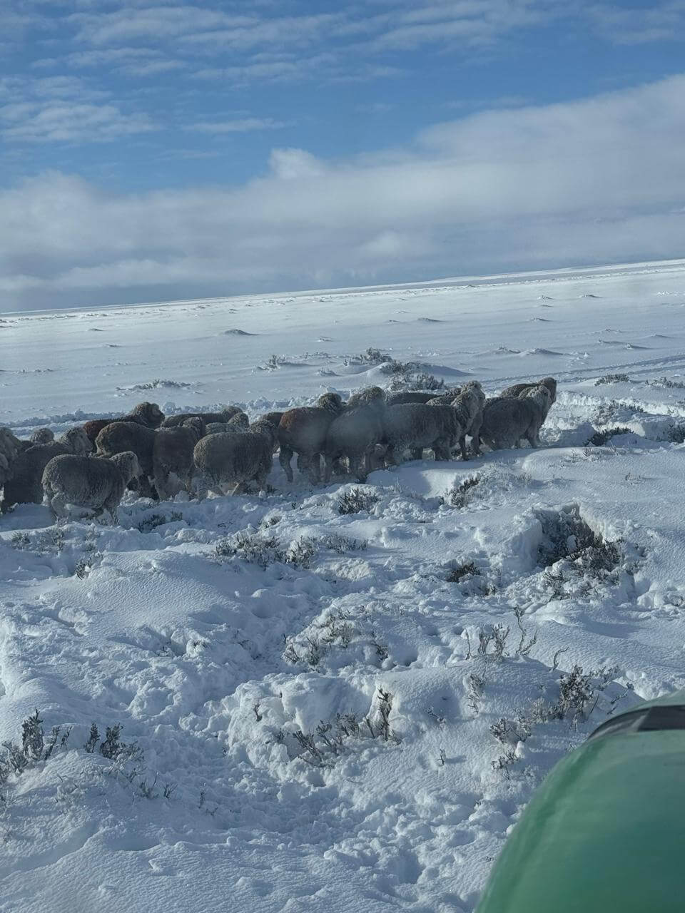 ovejas varadas nieve