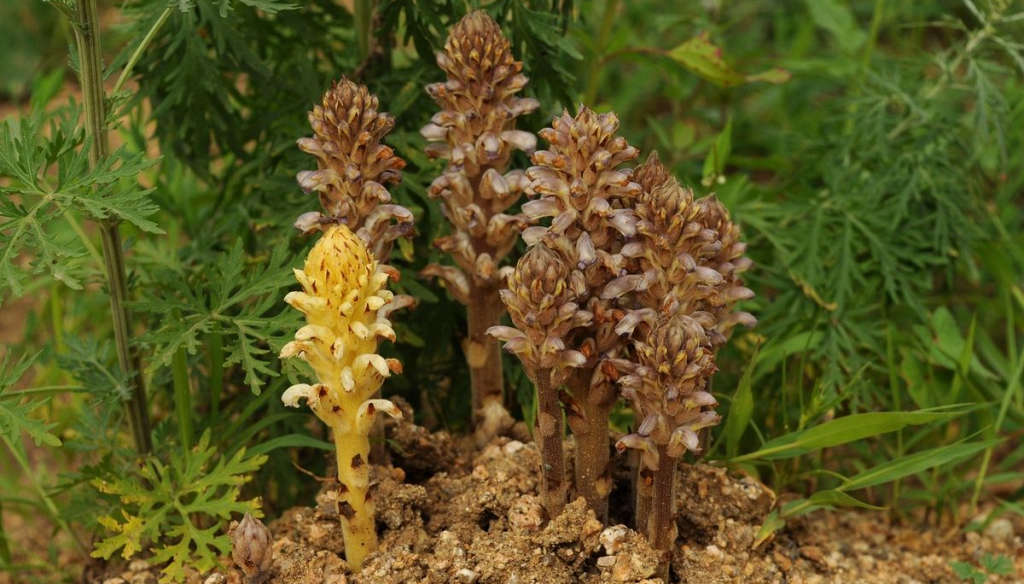 orobanche cumana