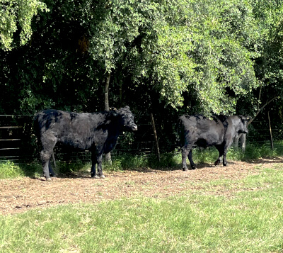 sello vacas al sol