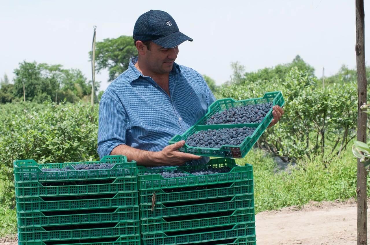 Francisco Estrada productor de arandanos en Tucuman