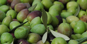 aceitunas