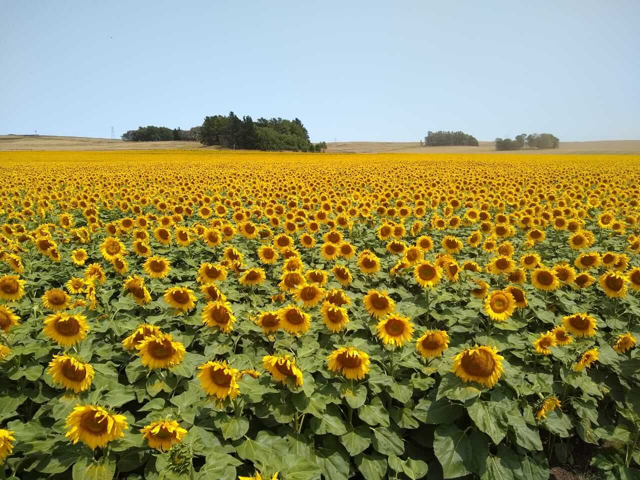 campos Girasol