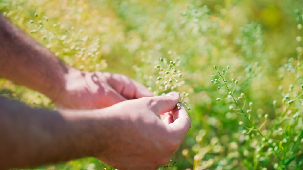 camelina