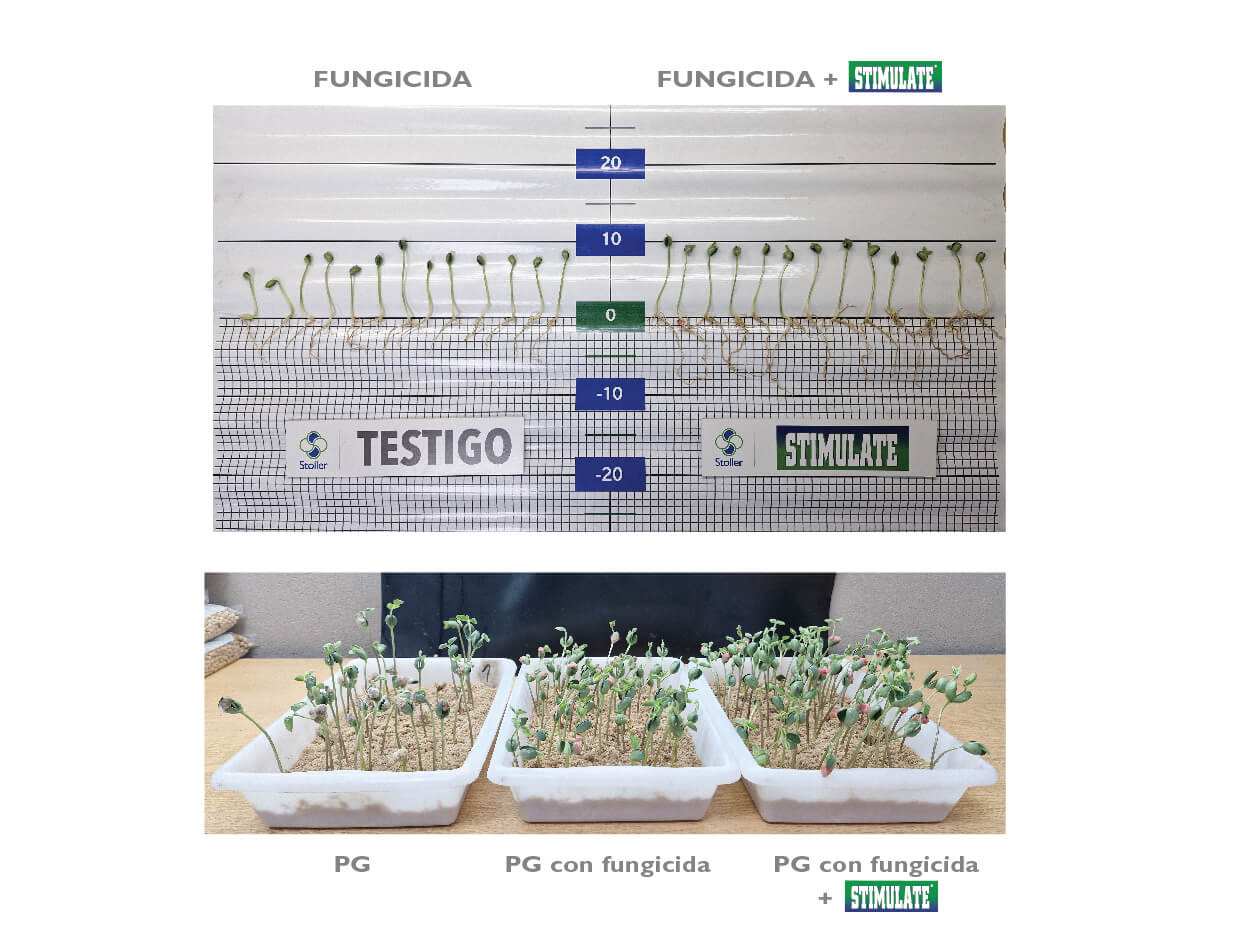 fungicida stimulate 04