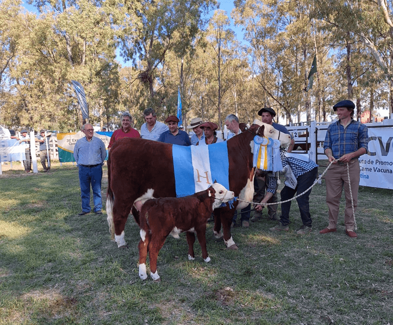 gran campeon hembra hereford pp