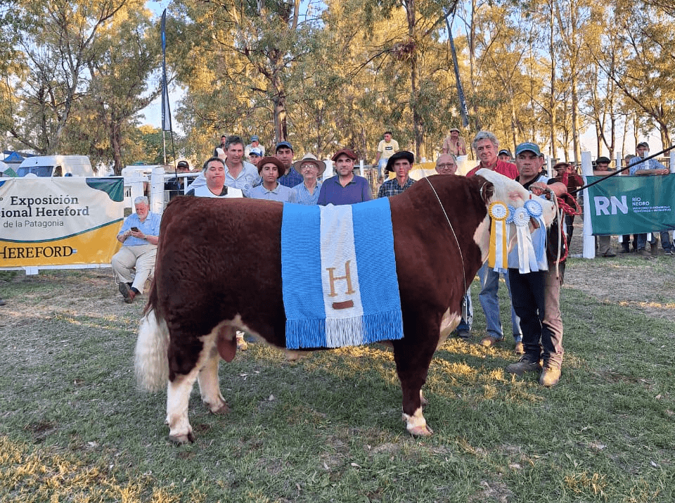 gran campeon macho hereford