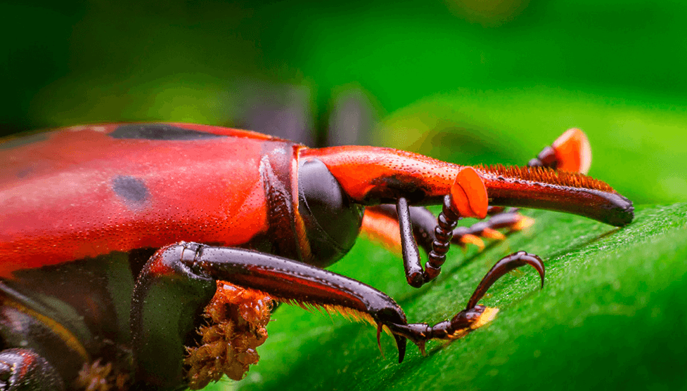 picudo rojo senasa