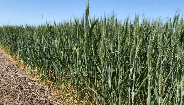 trigo en rafaela bolsa ba