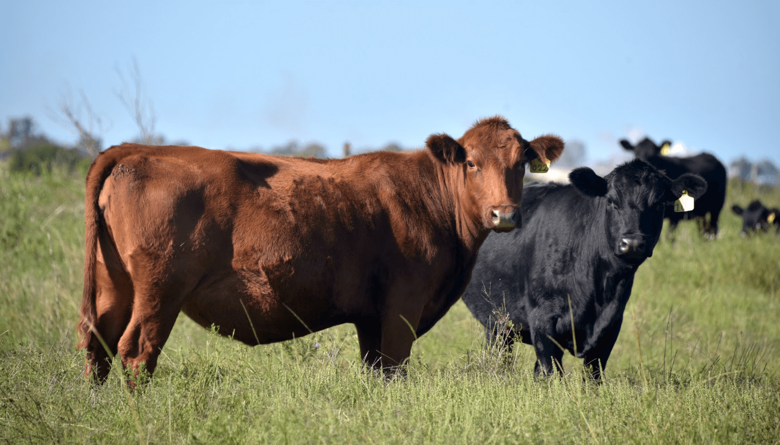 vacas hacienda ganado pasto