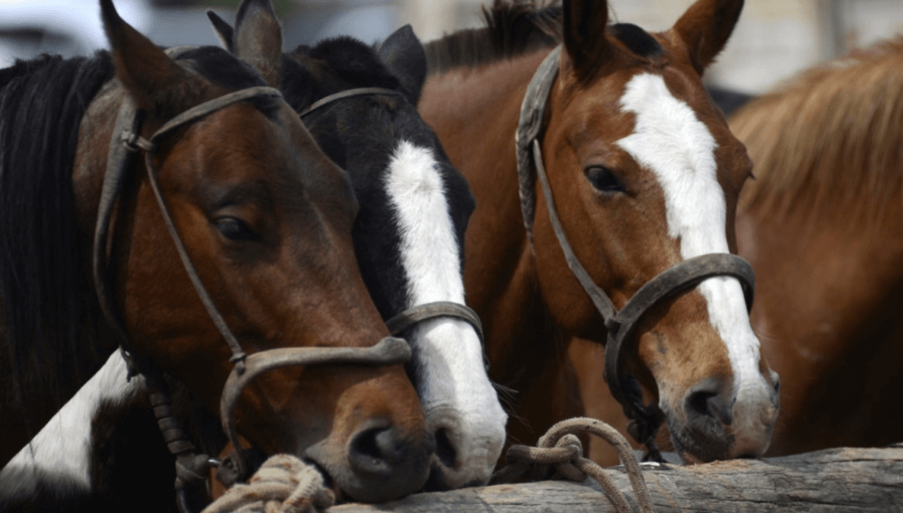 equinos caballos senasa