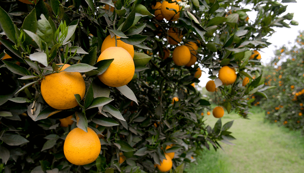 naranjas agricultura