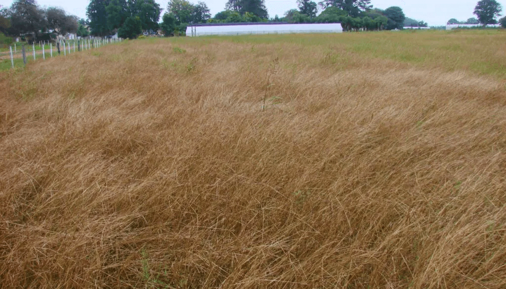 pasturas inta