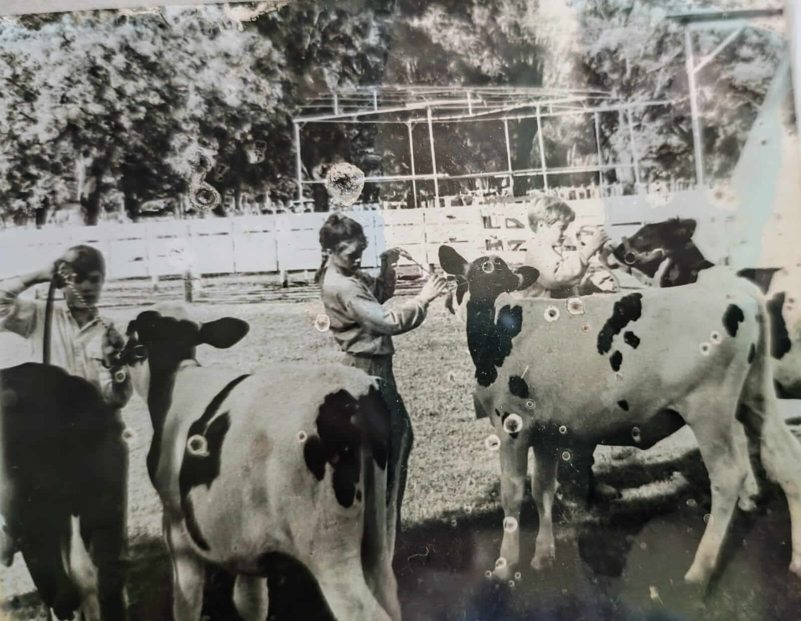 ANTIGUA Con vacas en muestra