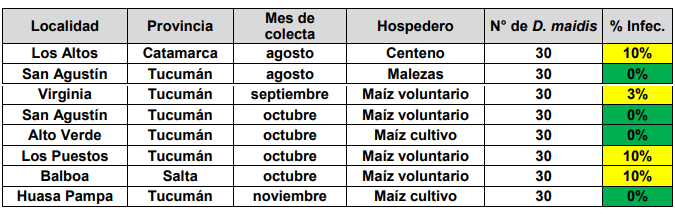 chicharrita spiroplasma