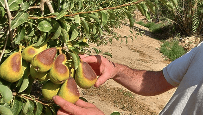 frutas estres termico