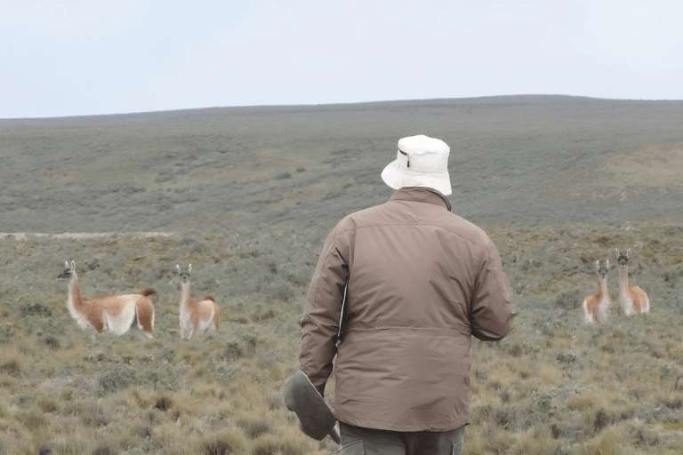 guanacos