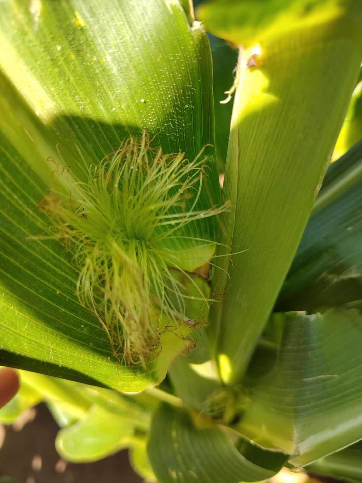 Helicoverpa zea oviposicion en hoja