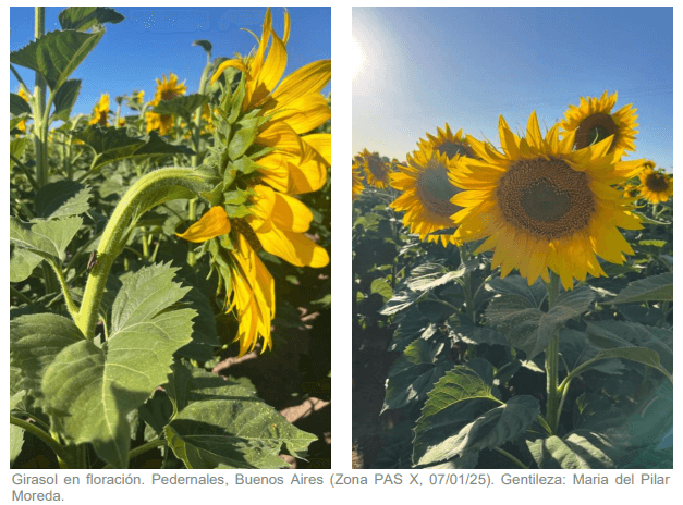 girasol en pedernales bs as