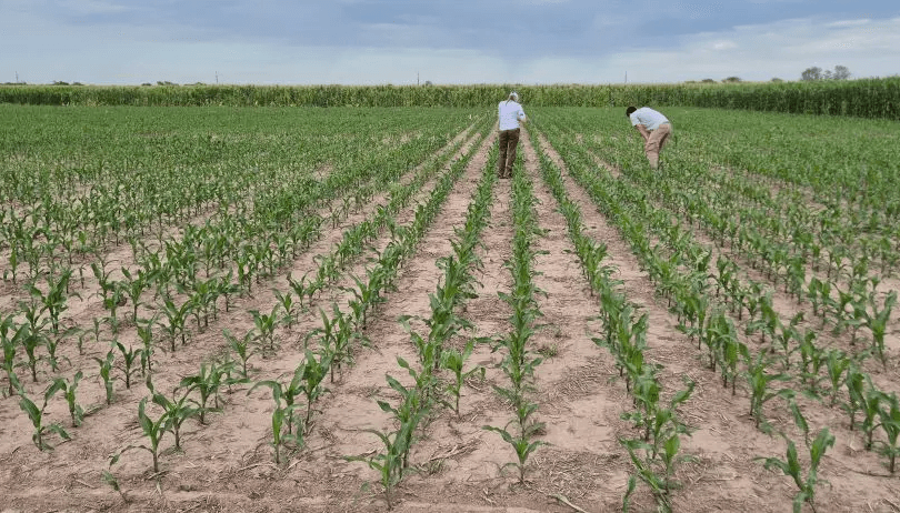 maiz monitoreo agronomos chicharrita