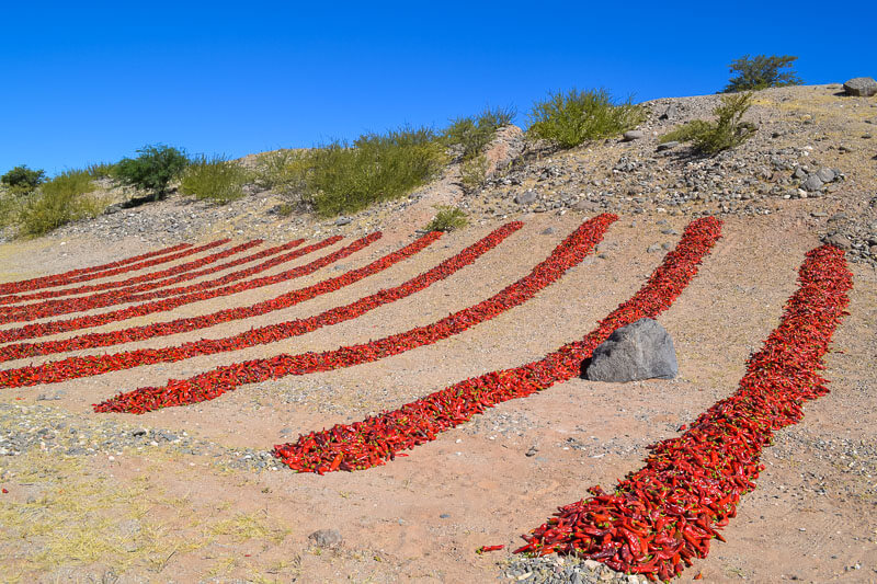 pimiento salta