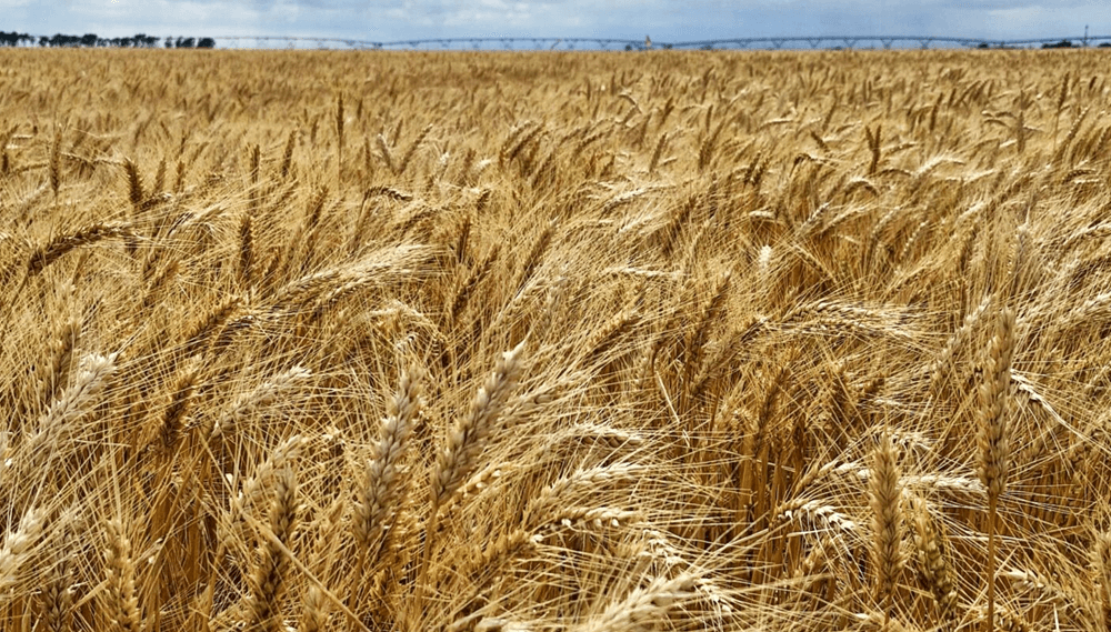 trigo bajo riego olaeta cba