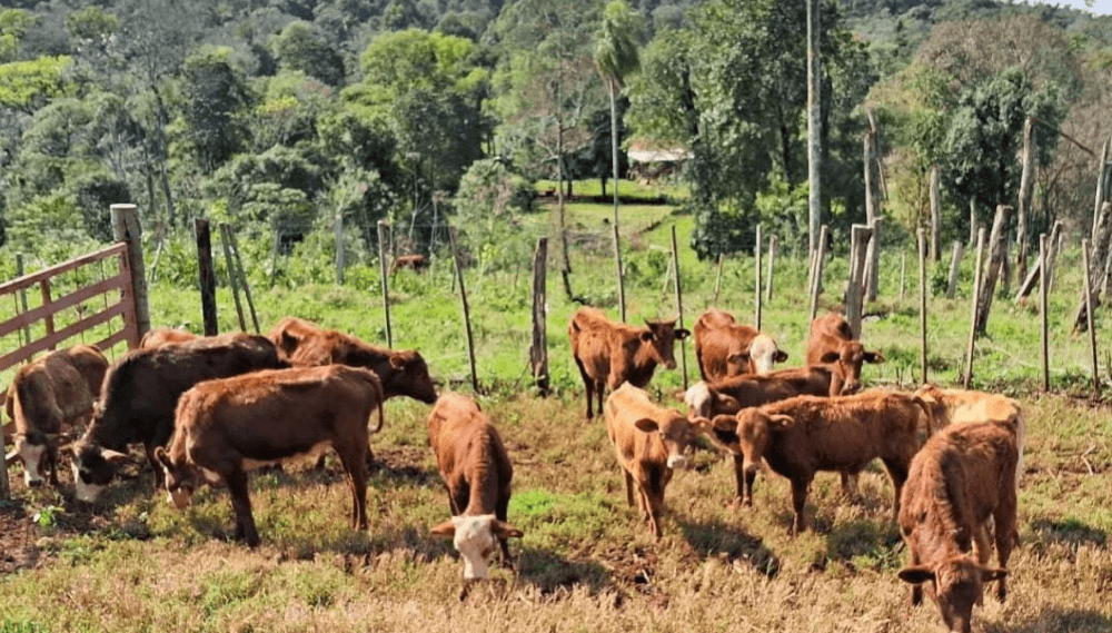 bovinos misiones rabia paresiante