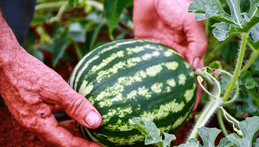 Sandia